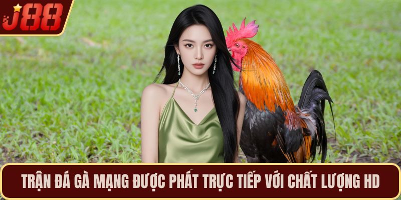 Trận đá gà mạng được phát trực tiếp với chất lượng HD
