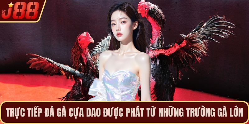 Trực tiếp đá gà cựa dao được phát từ những trường gà lớn